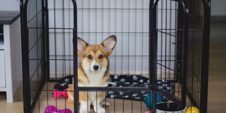 Où mettre mon chiot pendant absence ?