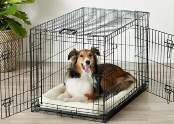 Où mettre mon chiot pendant absence ?