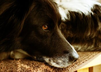 Où mettre son chien quand on travaille ?