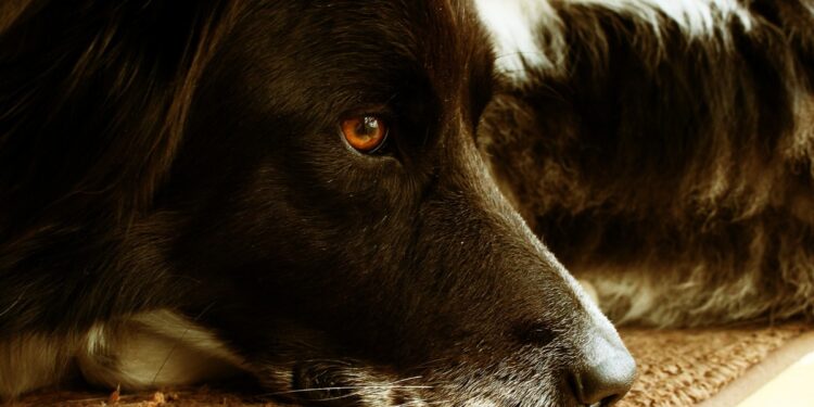 Où mettre son chien quand on travaille ?