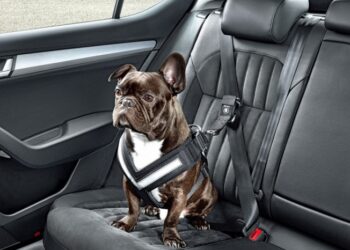 Où mettre son chiot dans la voiture ?