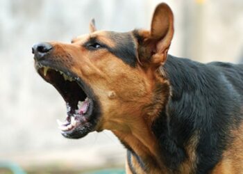 Où mettre son chiot la nuit ?