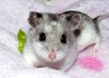 Où mettre son hamster quand on part en vacances ?