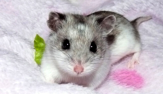 Où mettre son hamster quand on part en vacances ?