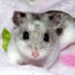 Où mettre son hamster quand on part en vacances ?