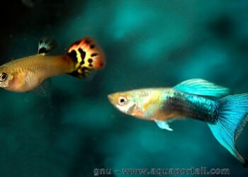 Où mettre son poisson quand il est mort ?