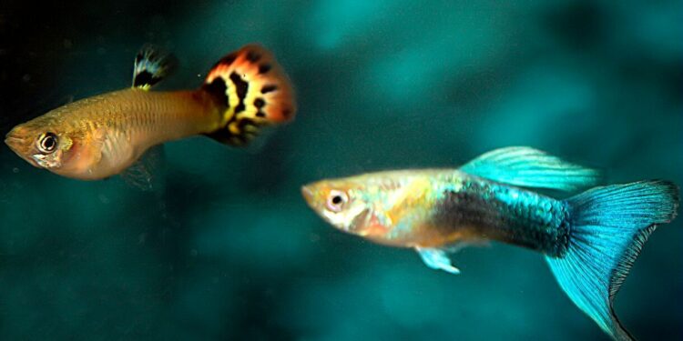 Où mettre son poisson quand il est mort ?