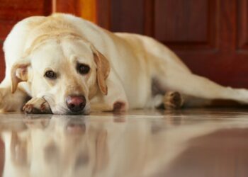 Où mettre un chiot la journée ?
