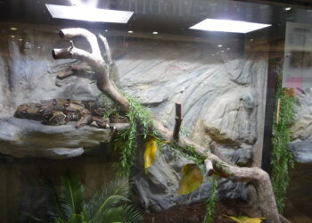 Où mettre un terrarium ?