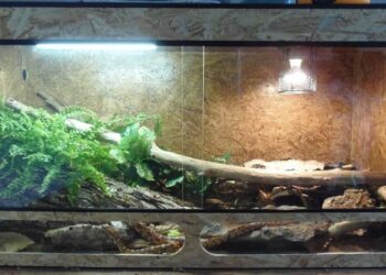 Où mettre un terrarium ?
