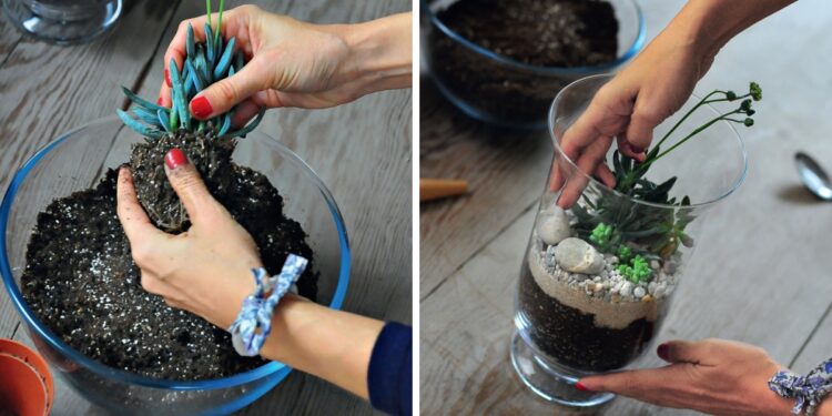 Où mettre un terrarium ?