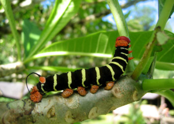 Où mettre une chenille ?