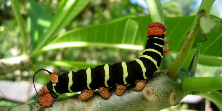 Où mettre une chenille ?