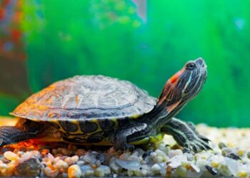 Où mettre une tortue d'eau ?