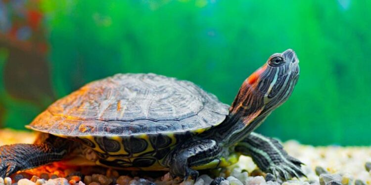 Où mettre une tortue d'eau ?