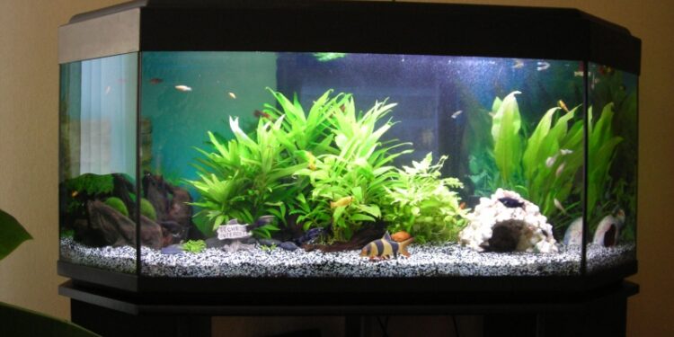 Où mettre une tortue d'eau ?