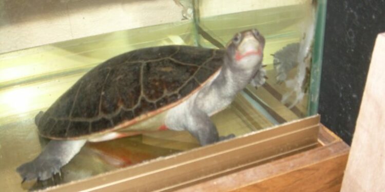 Où mettre une tortue d'eau ?