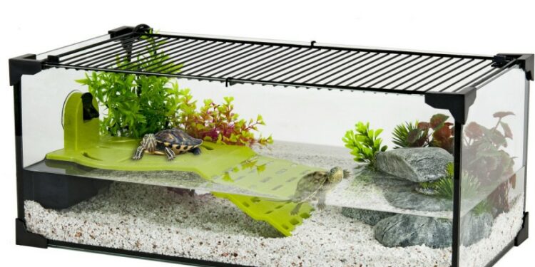 Où mettre une tortue d'eau ?
