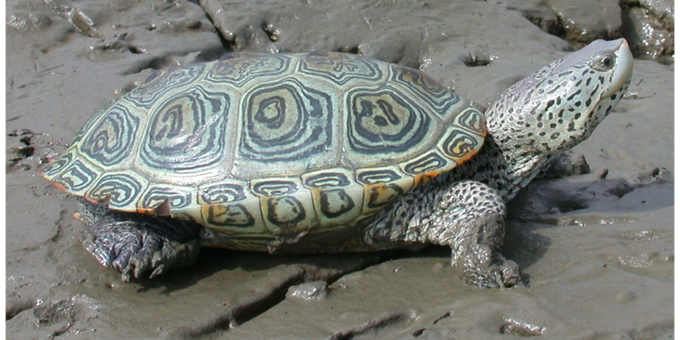 Où mettre une tortue d'eau ?