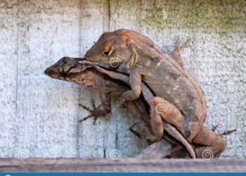 Où naissent les lézards ?