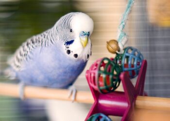 Où placer des canaris dans la maison ?