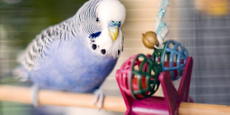 Où placer des canaris dans la maison ?