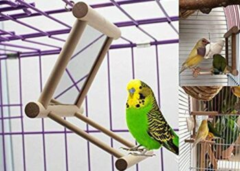 Où placer des canaris dans la maison ?
