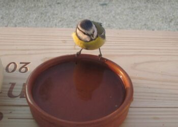Où placer eau pour oiseaux ?