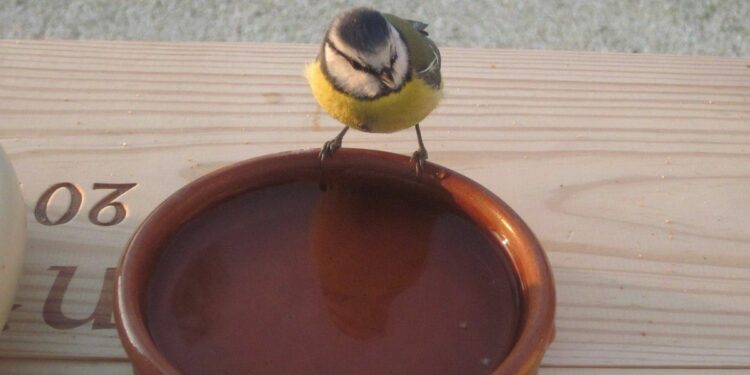 Où placer eau pour oiseaux ?