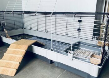 Où placer la cage de mon lapin nain ?