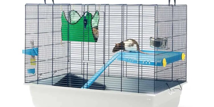 Où placer la cage de mon rat ?