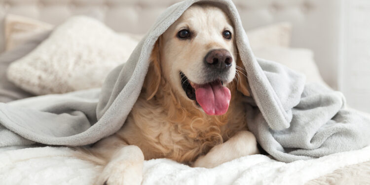 Où placer la cage du chiot ?