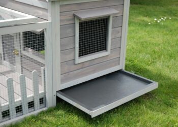 Où placer la cage d'un cochon d'Inde ?