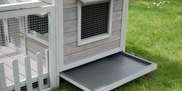 Où placer la cage d'un cochon d'Inde ?