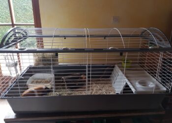 Où placer la cage d'un cochon d'Inde ?