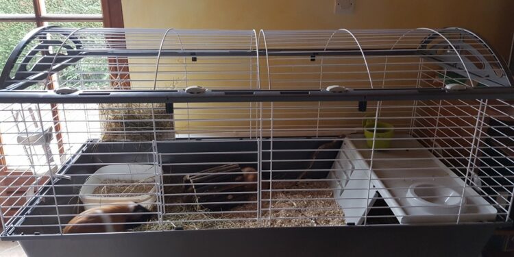 Où placer la cage d'un cochon d'Inde ?