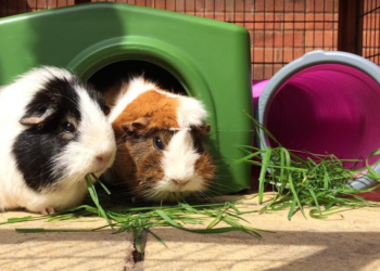 Où placer la cage d'un cochon d'Inde ?