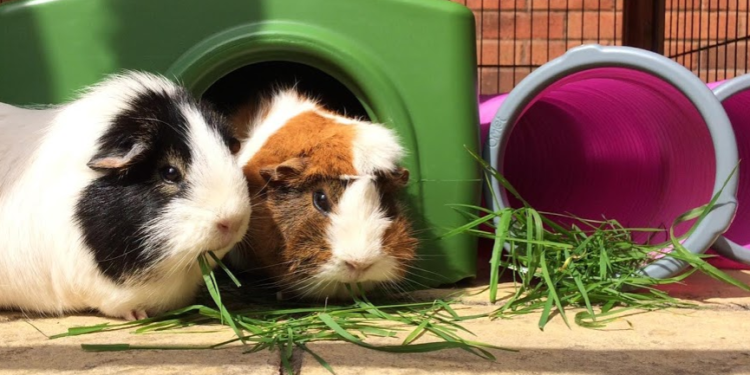 Où placer la cage d'un cochon d'Inde ?