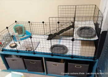 Où placer la cage d'un cochon d'Inde ?