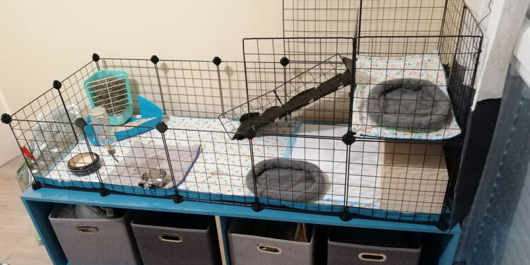 Où placer la cage d'un cochon d'Inde ?