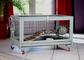 Où placer la cage d'un cochon d'Inde ?