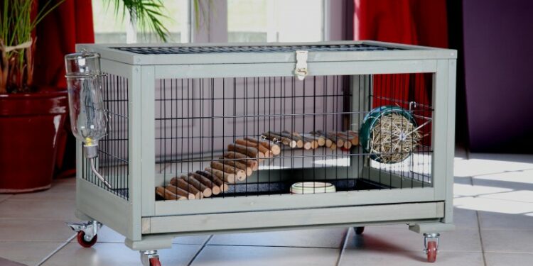 Où placer la cage d'un cochon d'Inde ?