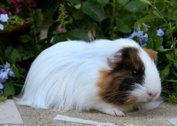 Où placer la cage d'un cochon d'Inde ?