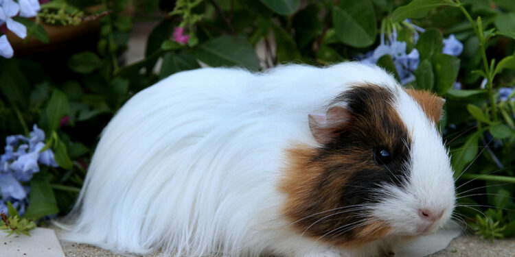 Où placer la cage d'un cochon d'Inde ?