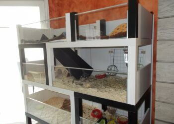 Où placer la cage d'un cochon d'Inde ?