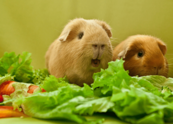 Où placer la cage d'un cochon d'Inde ?