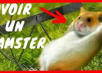 Où placer la cage d'un hamster ?