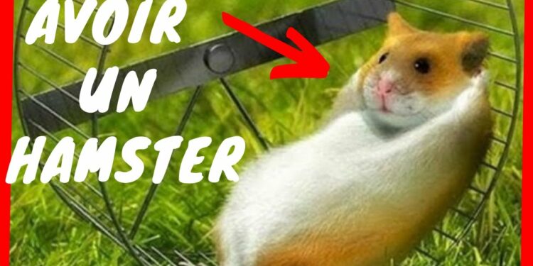 Où placer la cage d'un hamster ?