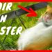 Où placer la cage d'un hamster ?