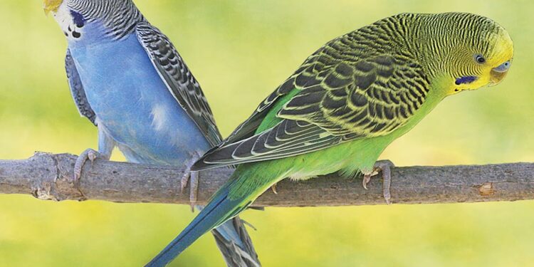 Où placer la cage d'une perruche ?